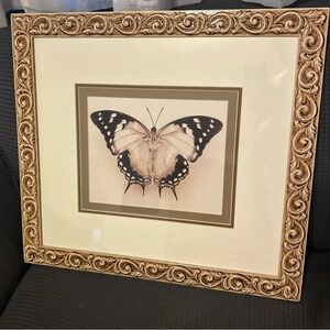 Raquel Edwards "Great Nawab" Butterfly Art Print -Ornate Cimarron Frame 19 x 21”